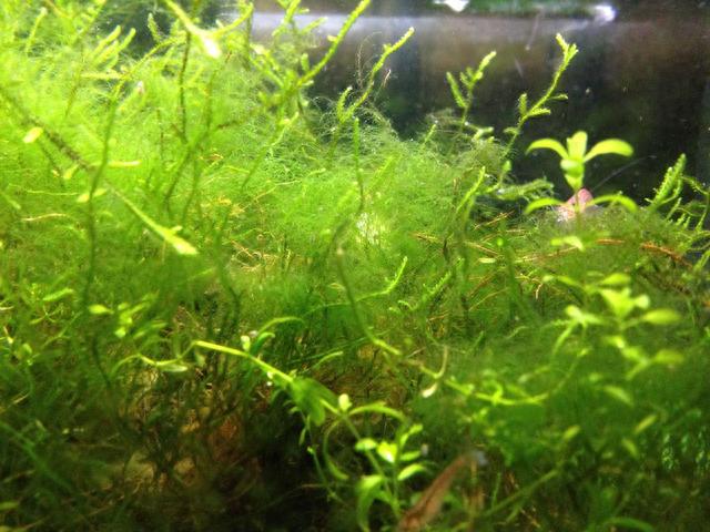 鱼缸中的藻类应该怎么去除？鱼缸为什么会爆藻？