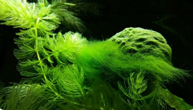 鱼缸中的藻类应该怎么去除？鱼缸为什么会爆藻？
